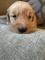 Hazel, a female Golden Retriever for sale in Spragueville, IA – 3 of 5