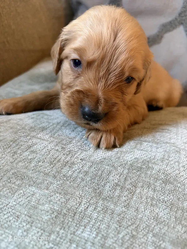 Harvey  – Golden Retriever puppy for sale in Spragueville, IA
