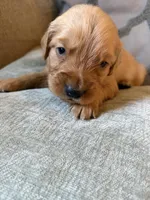 Harvey , a male Golden Retriever for sale in Spragueville, IA – 1 of 4