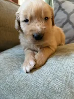 Hazel, a female Golden Retriever for sale in Spragueville, IA – 4 of 5