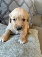 Oakley , a female Golden Retriever for sale in Spragueville, IA – 2 of 5