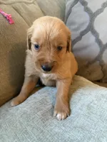 Chestnut , a male Golden Retriever for sale in Spragueville, IA – 4 of 5