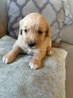 Oakley , a female Golden Retriever for sale in Spragueville, IA – 5 of 5