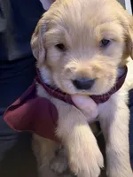 Mark, a male Golden Retriever for sale in Andrew, IA – Photo 2 of 3