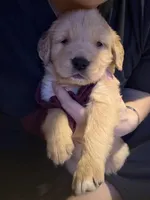 Mark, a male Golden Retriever for sale in Andrew, IA – Photo 1 of 3