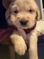 Mark, a male Golden Retriever for sale in Andrew, IA – Photo 3 of 3