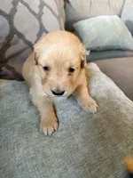 Autumn , a female Golden Retriever for sale in Spragueville, IA – 5 of 5