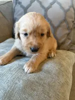 Oakley , a female Golden Retriever for sale in Spragueville, IA – 3 of 5