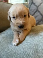 Hazel, a female Golden Retriever for sale in Spragueville, IA – 2 of 5