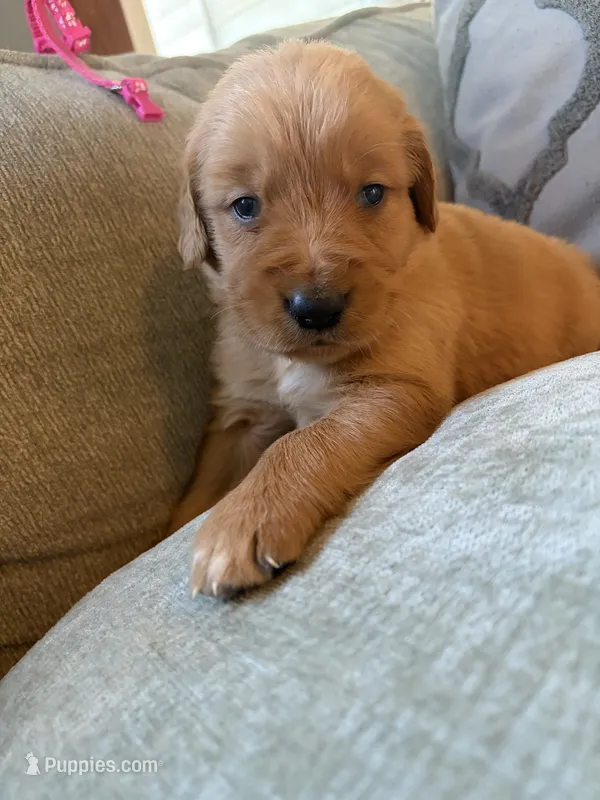Chestnut  – Golden Retriever puppy for sale in Spragueville, IA