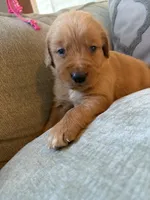 Chestnut , a male Golden Retriever for sale in Spragueville, IA – 1 of 5