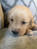 Hazel, a female Golden Retriever for sale in Spragueville, IA – 5 of 5