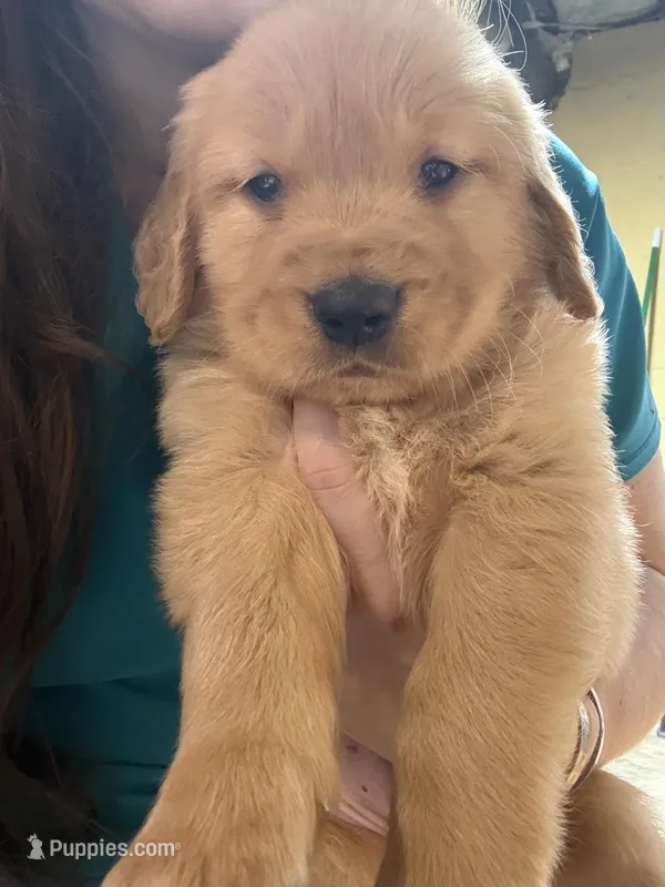 Derrick – Golden Retriever puppy for sale in Andrew, IA