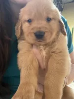 Derrick, a male Golden Retriever for sale in Andrew, IA – 1 of 1