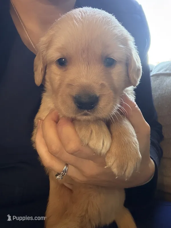 Oakley  – Golden Retriever puppy for sale in Spragueville, IA