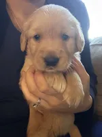 Oakley , a female Golden Retriever for sale in Spragueville, IA – 1 of 5