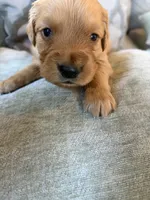 Harvey , a male Golden Retriever for sale in Spragueville, IA – 4 of 4