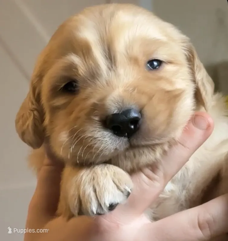 Jackson  – Golden Retriever puppy for sale in Andrew, IA
