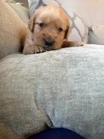 Maple, a female Golden Retriever for sale in Spragueville, IA – 1 of 4