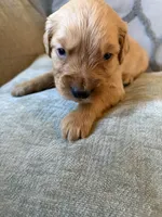 Harvey , a male Golden Retriever for sale in Spragueville, IA – 2 of 4
