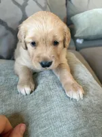 Oakley , a female Golden Retriever for sale in Spragueville, IA – 4 of 5