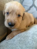 Copper, a male Golden Retriever for sale in Spragueville, IA – 4 of 5