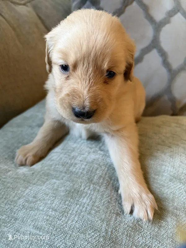 Autumn  – Golden Retriever puppy for sale in Spragueville, IA