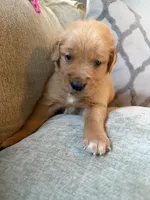Chestnut , a male Golden Retriever for sale in Spragueville, IA – 3 of 5