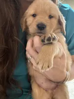 Christina , a female Golden Retriever for sale in Andrew, IA – Photo 2 of 2
