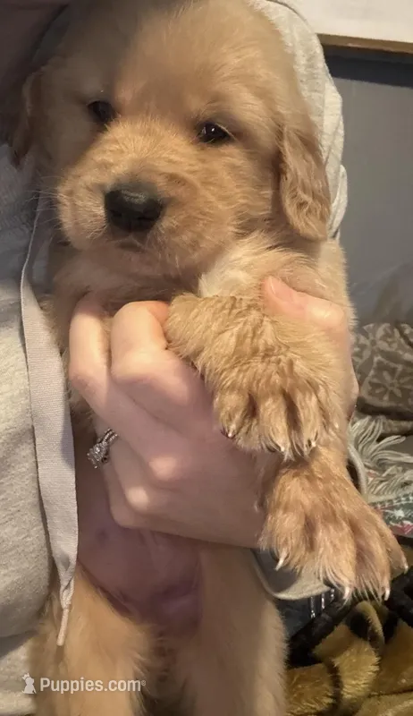 Christina  – Golden Retriever puppy for sale in Andrew, IA
