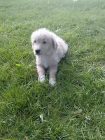 Ridge, a male Miniature Golden Retriever for sale in Sheffield Lake, OH – 3 of 4