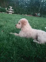 Rose (Rosie), a male Miniature Golden Retriever for sale in Sheffield Lake, OH – 2 of 3