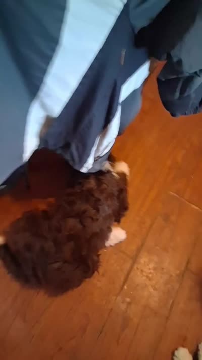Odin, a male Bernedoodle and Miniature Goldendoodle for sale in Sheffield Lake, OH – 4 of 4