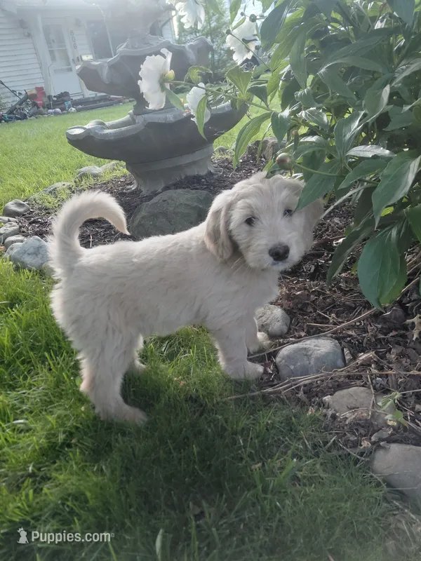 Thorn – Miniature Golden Retriever puppy for sale in Sheffield Lake, OH