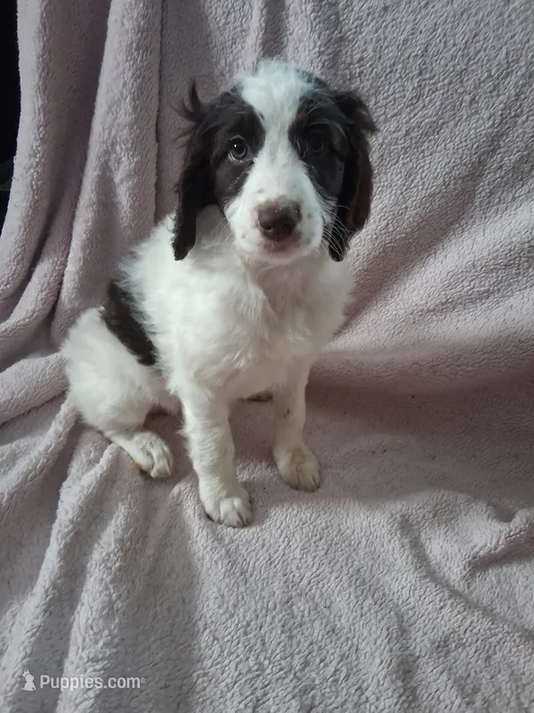 Rhea – Bernedoodle, Miniature Goldendoodle puppy on hold in Sheffield Lake, OH