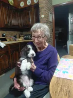 Bhumi, a female Bernedoodle and English Goldendoodle for sale in Sheffield Lake, OH – Photo 3 of 3