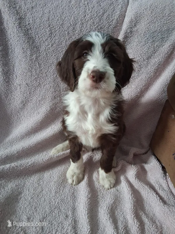 Bhumi – Golden Mountain Doodle puppy for sale in Sheffield Lake, OH