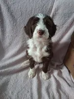 Bhumi, a female Golden Mountain Doodle for sale in Sheffield Lake, OH – Photo 1 of 2