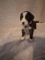 Bhumi, a female Golden Mountain Doodle for sale in Sheffield Lake, OH – Photo 2 of 2