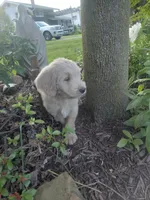 Thorn, a male Miniature Golden Retriever for sale in Sheffield Lake, OH – 2 of 3