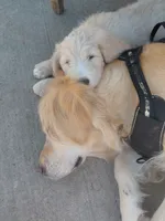 Onyx, a male Miniature Golden Retriever for sale in Sheffield Lake, OH – 4 of 5