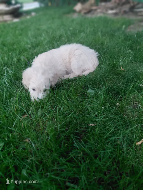 Onyx – Miniature Golden Retriever puppy for sale in Sheffield Lake, OH