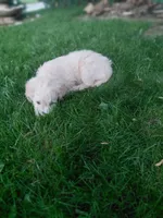 Onyx, a male Miniature Golden Retriever for sale in Sheffield Lake, OH – 1 of 3