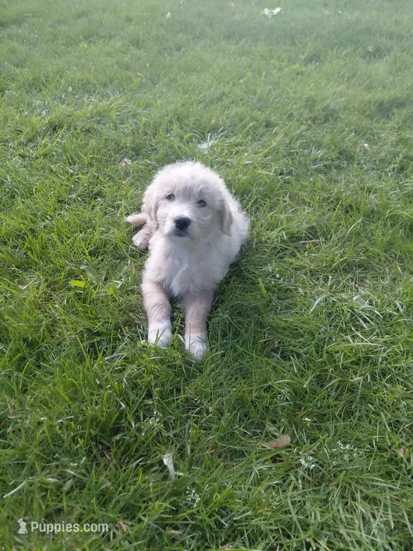 Ridge – Miniature Golden Retriever puppy for sale in Sheffield Lake, OH
