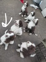 Set, a male Bernedoodle and Miniature Bernedoodle for sale in Sheffield Lake, OH – 5 of 5