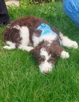 Anu , a male Miniature Goldendoodle and Golden Mountain Doodle for sale in Sheffield Lake, OH – Photo 2 of 3