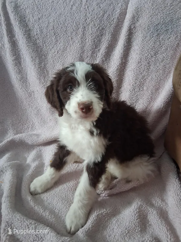 Anu  – Golden Mountain Doodle puppy for sale in Sheffield Lake, OH