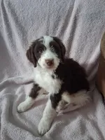 Anu , a male Miniature Goldendoodle and Golden Mountain Doodle for sale in Sheffield Lake, OH – Photo 3 of 3