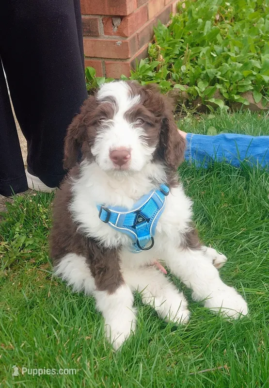 Anu  – Miniature Goldendoodle, Golden Mountain Doodle puppy for sale in Sheffield Lake, OH