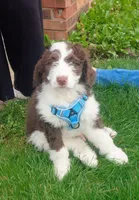 Anu , a male Miniature Goldendoodle and Golden Mountain Doodle for sale in Sheffield Lake, OH – Photo 1 of 3